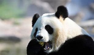 Image result for Panda Bears in China