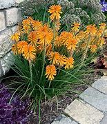 Image result for Kniphofia Poco Sunset