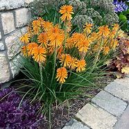 Image result for Kniphofia Poco Yellow