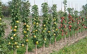 Image result for Straight Apple Trees