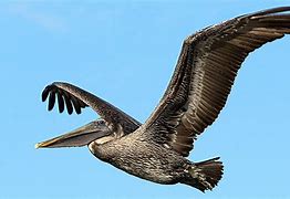 Image result for Brown Pelican Flying
