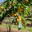 Image result for Malus Wintergold