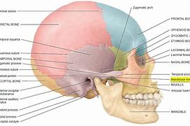 Image result for Mandibular Fossa Bone