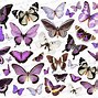 Image result for Butterfly Collage