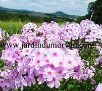 Image result for Phlox Lichtspel (Paniculata-Group)