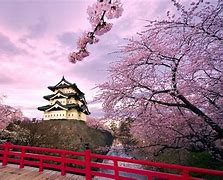 Image result for Yokohama Japan Cherry Blossoms