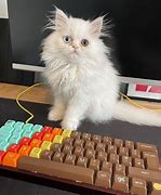 Image result for Cute Cat On Keyboard