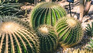 Image result for Variety of Cactus Plants