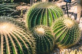 Image result for iPhone 4 Case Cactus