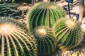 Image result for Beautiful Cactus