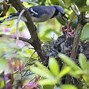 Image result for Blue Jay Bird Nest