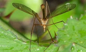 Image result for Mosquito