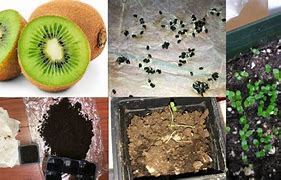 Image result for Kiwi Fruit Seeds