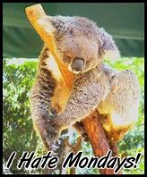 Image result for Happy Monday Koala Meme