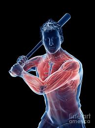 Image result for Muscle Baseball Players