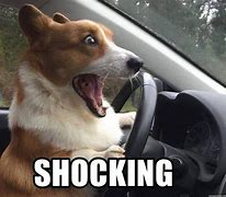 Image result for Dog Shocked Holding Phone Meme