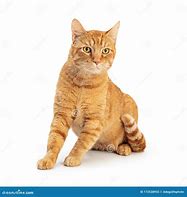 Image result for Domestic Shorthair Cat Orange and White