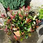 Image result for Photinia fraseri Little Red Robin