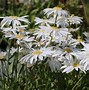 Image result for Leucanthemum Christine Hagemann