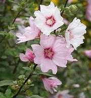 Image result for Lavatera Barnsley