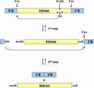 Image result for Group 1 Intron Splicing