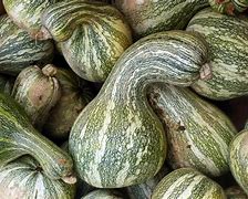 Image result for Pic Green Squash
