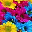 Image result for Colored Daisies