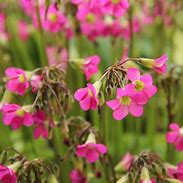 Image result for Oxalis lasiandra