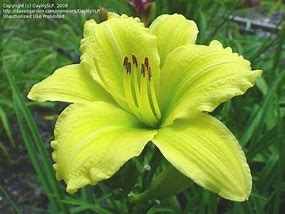 Image result for Hemerocallis Green Flutter 