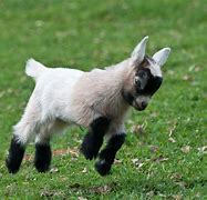 Image result for Cute Goat Meme