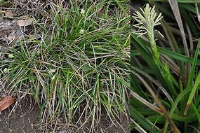 Image result for Cedar Sedge