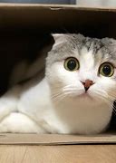 Image result for Cute Cats with Big Eyes