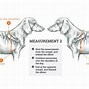 Image result for Magnetic Back Brace