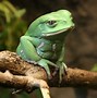 Image result for Adorable Baby Frog