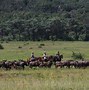 Image result for Horse Safari