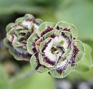 Image result for Primula auricula Mazetta Stripe