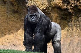 Image result for Great Ape