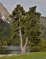 Image result for Pinus uncinata Fussball