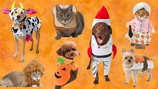 Image result for Cardi B Pet Costumes