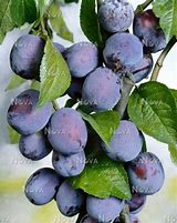 Image result for Prunus domestica Anna Späth