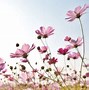 Image result for Pink Cosmos Flowers Images