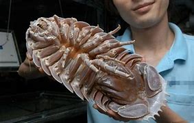 Image result for Giant Isopod Compared to Human