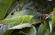 Image result for Cave Cricket