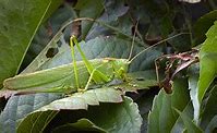 Image result for Cricket Animal That Go in Home