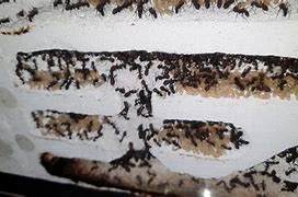 Image result for Capenter Ants Nest