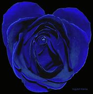 Image result for Blue Rose Heart