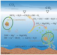 Image result for Lithium Carbonate Precipitate