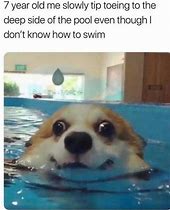 Image result for Dog in Pool Meme