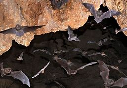 Image result for Bat Habitat