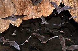 Image result for Bat Habitat